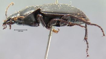 Media type: image;   Entomology 5653 Aspect: habitus lateral view